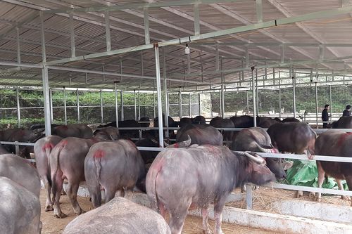 Đề nghị lập chuyên án điều tra việc dùng chất cấm để nuôi vỗ béo gia súc