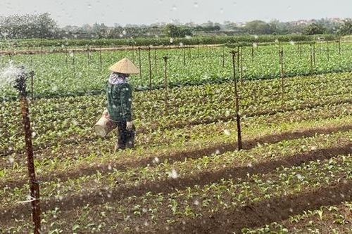 Lấy nước ngược phục vụ đổ ải vụ Đông Xuân