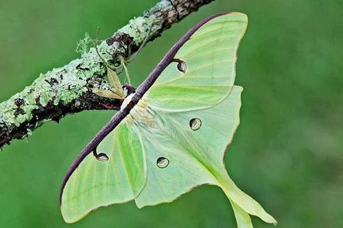 12 loài động vật có cuộc đời ngắn ngủi nhất thế giới
