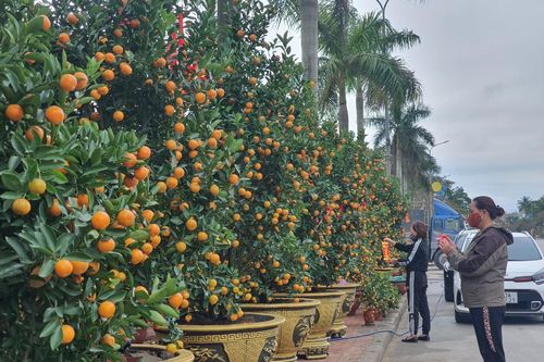 Hoa Tết ở Quảng Bình... 'ngóng' khách mua