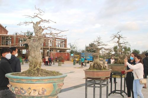 Ngắm loạt mai cảnh có dáng thế độc đáo ở Bình Định