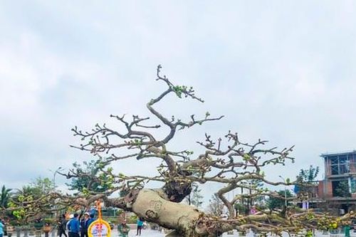 Ngắm dàn mai cổ thụ tại lễ hội mai vàng ở Bình Định