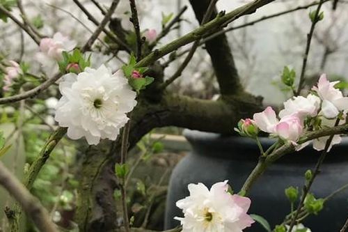 Hà Nội: Chiêm ngưỡng chi mai trắng, dáng lạ, chỉ cho thuê chứ không bán