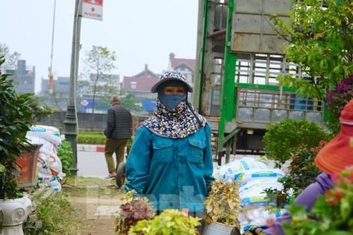 Những người phụ nữ chở cây cảnh thuê gồng mình mưu sinh ngày Tết