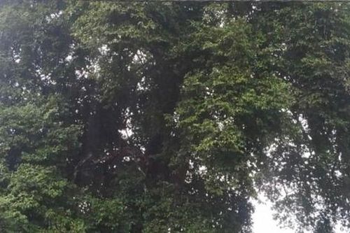 Cây thị cổ thụ hơn 300 tuổi ở Thanh Hóa được công nhận là Cây di sản Việt Nam