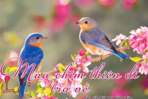 Tản văn hay: Mùa chim thiên di trở về