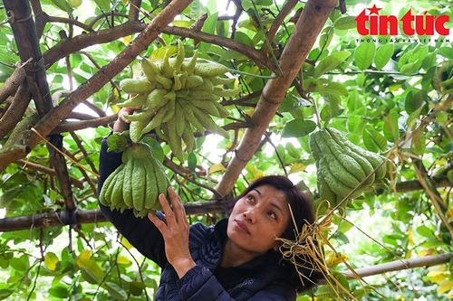 Làng phật thủ Đắc Sở tất bật vào vụ Tết Quý Mão