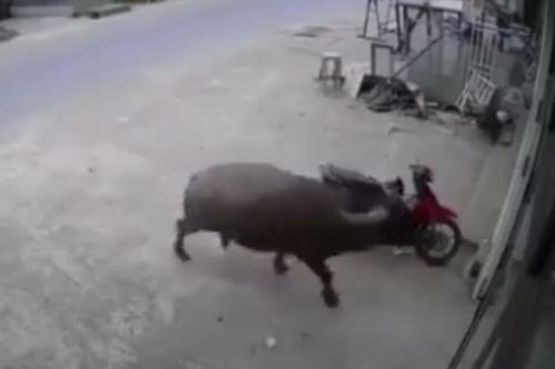 Thấy cửa kính vỡ toang nên check camera, chủ nhà buộc phải ngậm ngùi chấp nhận dù biết 'thủ phạm'
