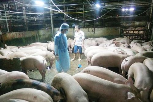 Nghi vấn sử dụng chất cấm Salbutamol trong chăn nuôi, Bộ NN&PTNT yêu cầu tăng cường kiểm tra