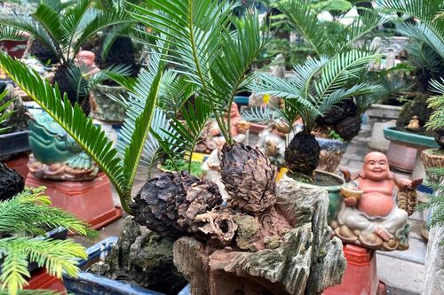 Vạn tuế tí hon độc lạ xuống phố, chờ khách mua chơi Tết