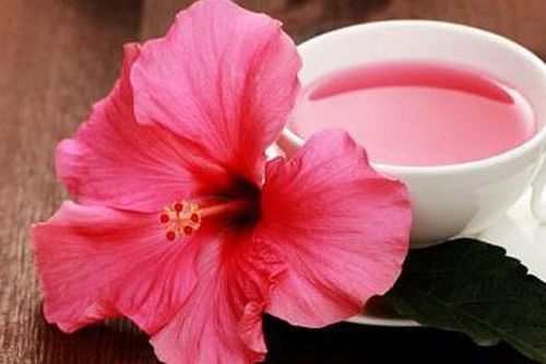 Phát triển thuốc điều trị Alzheimer từ hoa dâm bụt