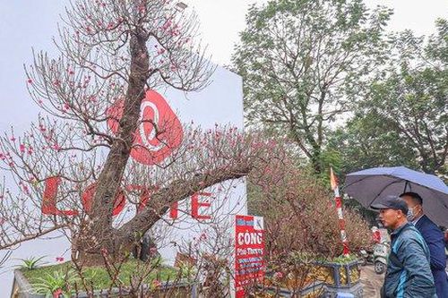 'Siêu đào' giá hàng trăm triệu đổ bộ xuống phố