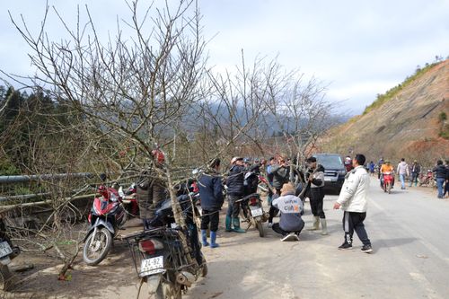 Đào rừng Sa Pa xuống phố đón Tết