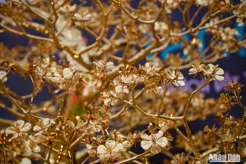 Cận cảnh cây mai mạ vàng 24K tiền tỷ tại Hà Nội