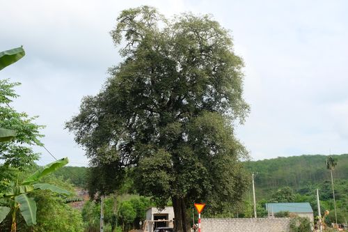 Cây thị 300 năm tuổi ở Thanh Hóa được công nhận cây di sản
