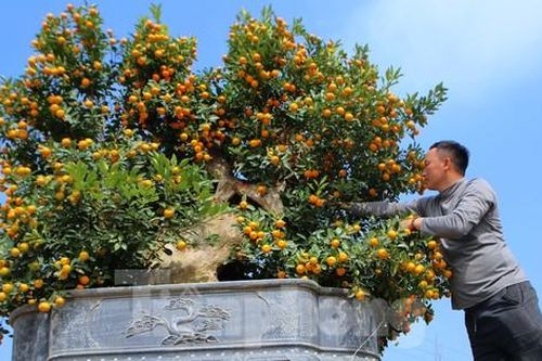 Độc lạ 'song quất' ghép trên thân gỗ lũa giá 80 triệu đồng