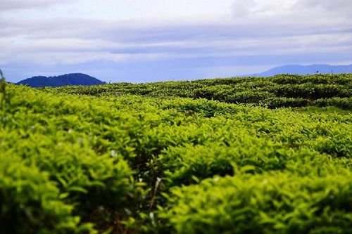 Phát hiện con trai và con dâu tử vong ở đồi chè, tư thế lạ khiến người cha không khỏi bàng hoàng