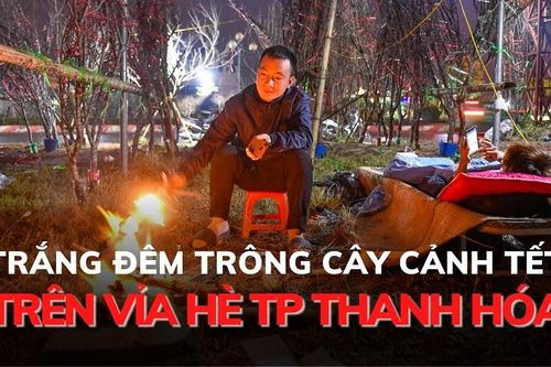 Trắng đêm trông cây cảnh Tết trên vỉa hè TP Thanh Hóa
