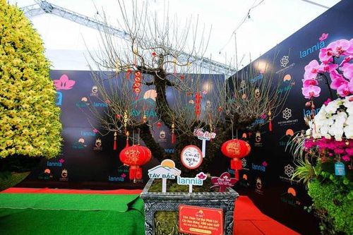 Cây đào 100 năm tuổi được bán với giá hơn 368 triệu đồng