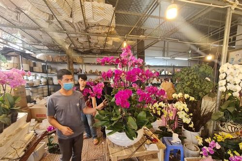 Thị trường hoa cận Tết Quý Mão: Giá tăng nhẹ so với năm trước