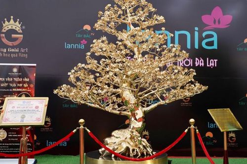 Cận cảnh mai mạ vàng 24K lớn nhất Việt Nam giá gần 6 tỉ