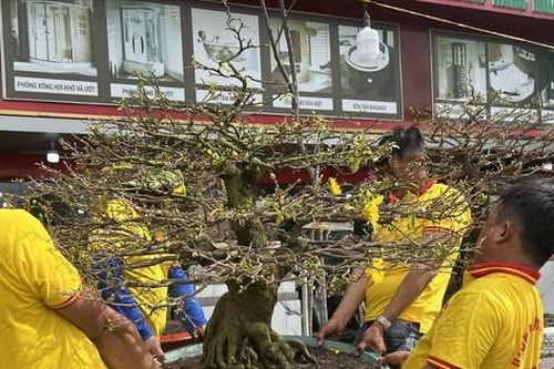 Cho thuê hoa, cây cảnh đắt khách