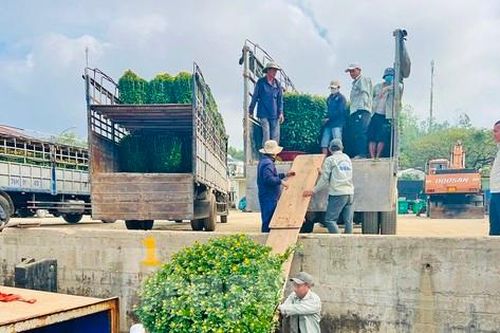 Trời vừa hửng nắng, tàu chạy hết công suất để kịp 'chở Tết' ra đảo Lý Sơn