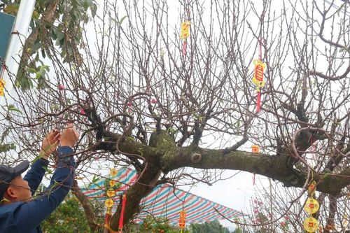 Đào 'khủng' đổ bộ thị trấn Đô Lương