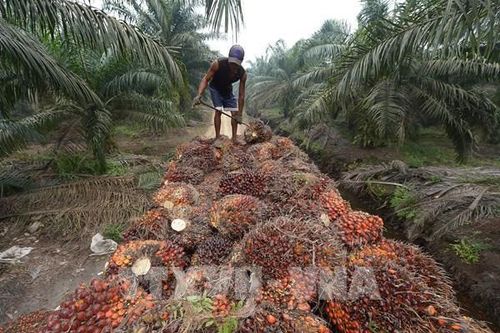 Indonesia tìm kiếm thị trường xuất khẩu mới cho than đá, dầu cọ