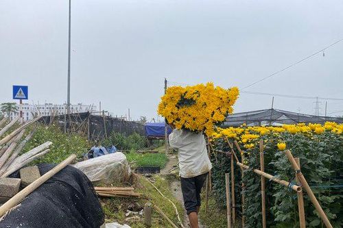 Người dân làng hoa Tây Tựu tất bật ngày cận Tết