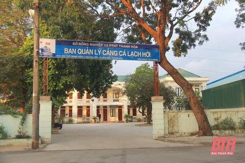 Cảng cá Lạch Hới nhộn nhịp ngày cận Tết