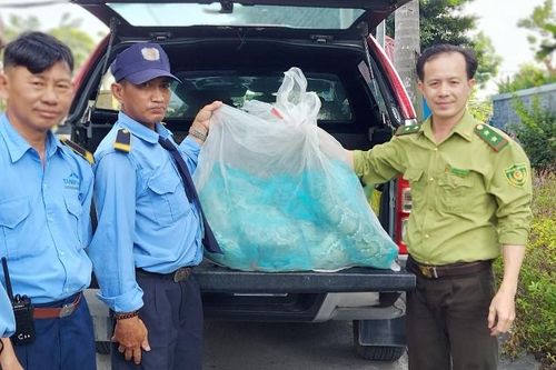 Người dân giao 2 con trăn cho Kiểm lâm TP.HCM