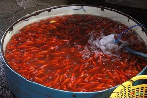 Tiểu thương chợ cá Yên Sở 'méo mặt', người dân e dè mua cá phóng sinh