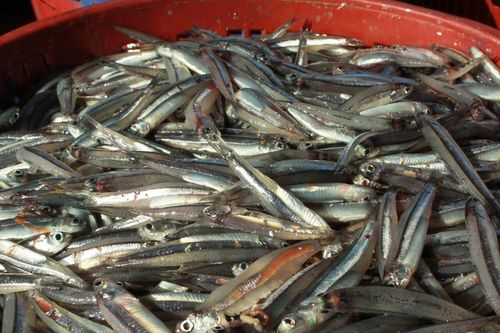 Ngư dân Quảng Ngãi trúng đậm cá cơm cuối năm