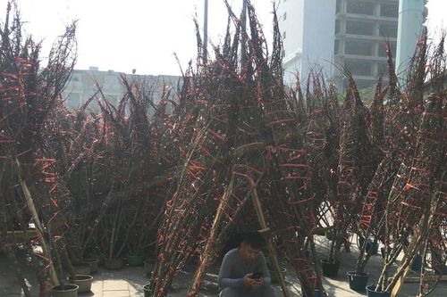 Chợ đào, quất, hoa kiểng ở miền Bắc ế ẩm, thưa vắng khách