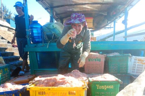 Hà Tĩnh: Ngư dân trúng đậm ruốc biển ngày giáp tết