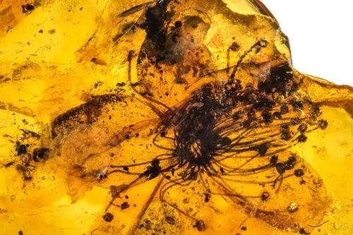 Bí mật bông hoa trong hổ phách gần 40 triệu năm tuổi