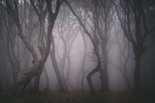 Ba khu rừng ma quái, kỳ bí nhất thế giới làm chuyên gia 'điên đầu'