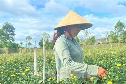 Nông dân 'đánh bạc' với ông trời vụ hoa Tết