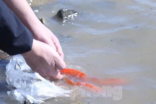 Người dân thành Vinh chen chân thả cá chép ngày ông Công ông Táo về trời