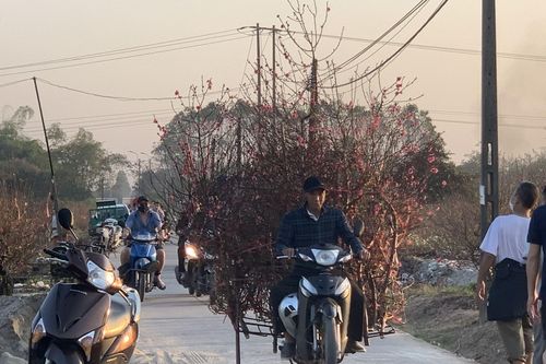 Làng đào Đình Bảng tấp nập người mua đón Tết Quý Mão