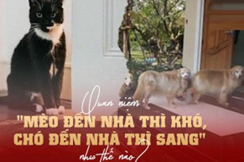 Người xưa dặn: Mèo đến nhà thì khó, chó đến nhà thì sang, thấy thì đừng đuổi đi, mất lộc