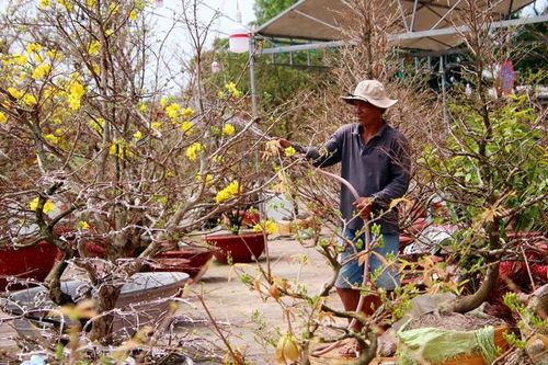 Trầm lắng thị trường hoa mai Tết