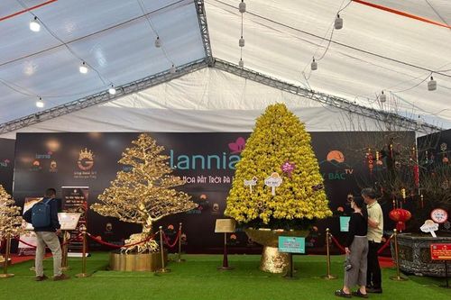 Hàng Tết 2023: Giải mã bí mật Cây mai 'vàng' 24K khủng nhất Việt Nam