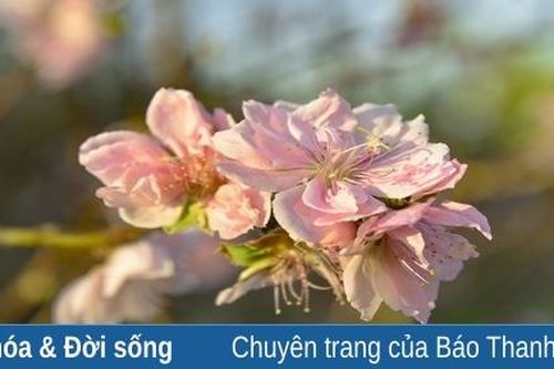 Làng đào phai hoa kép xứ Thanh khoe sắc đón Tết