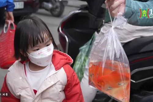 Tục thả cá chép Tết ông Công, ông Táo