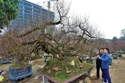 Gốc đào dáng 'rồng bay' và những cây mai trăm tuổi giá bạc tỷ