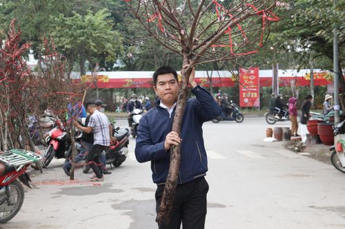 Đào rừng hút khách xem, quất mini được ưa chọn