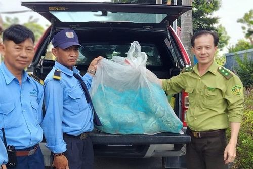 Dọn cỏ đón Tết, bắt được 2 con trăn 'khủng' thuộc nhóm quý hiếm