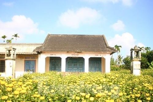 Thủ phủ hoa cúc 'nhuộm vàng' làng quê trong những ngày giáp Tết